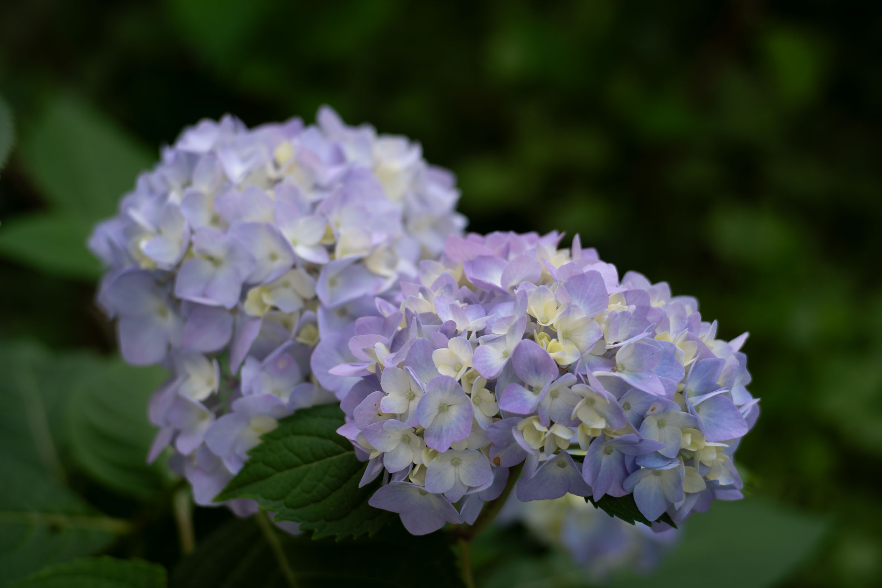 Hydrangeas in pale blue and violet, soft afternoon light