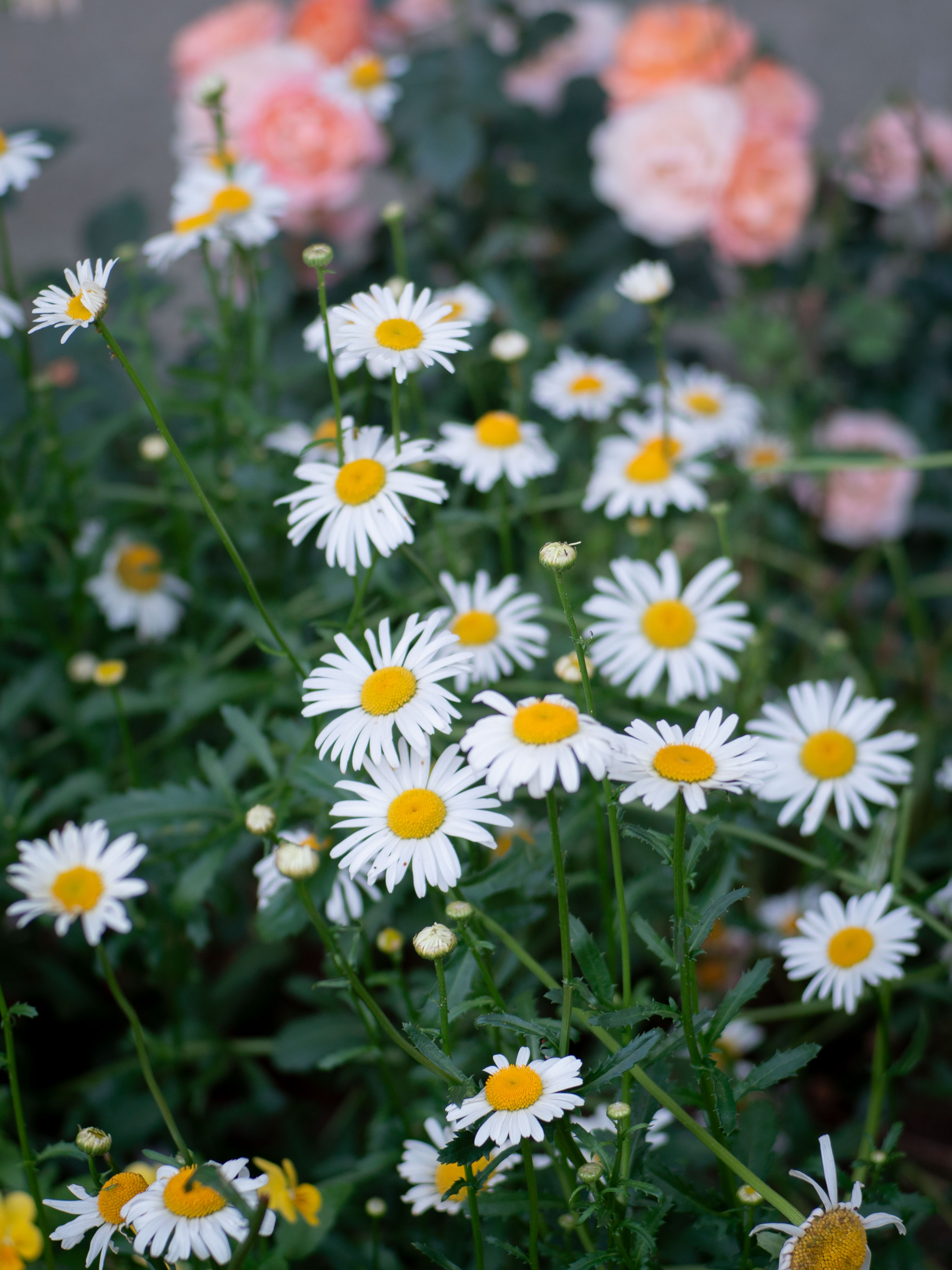 White daisies with pink roses blurred behind