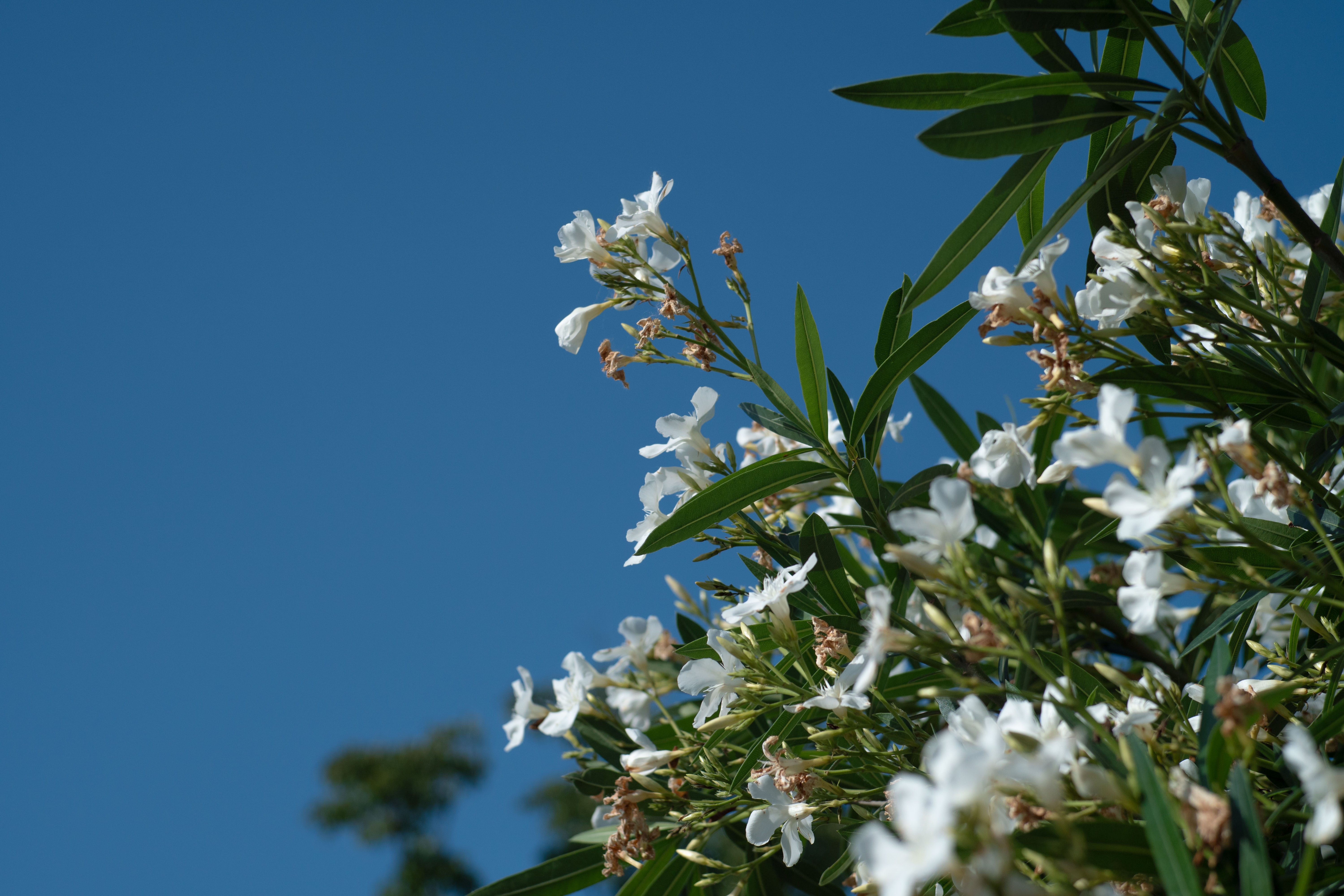 White oleander branches against a clear blue sky