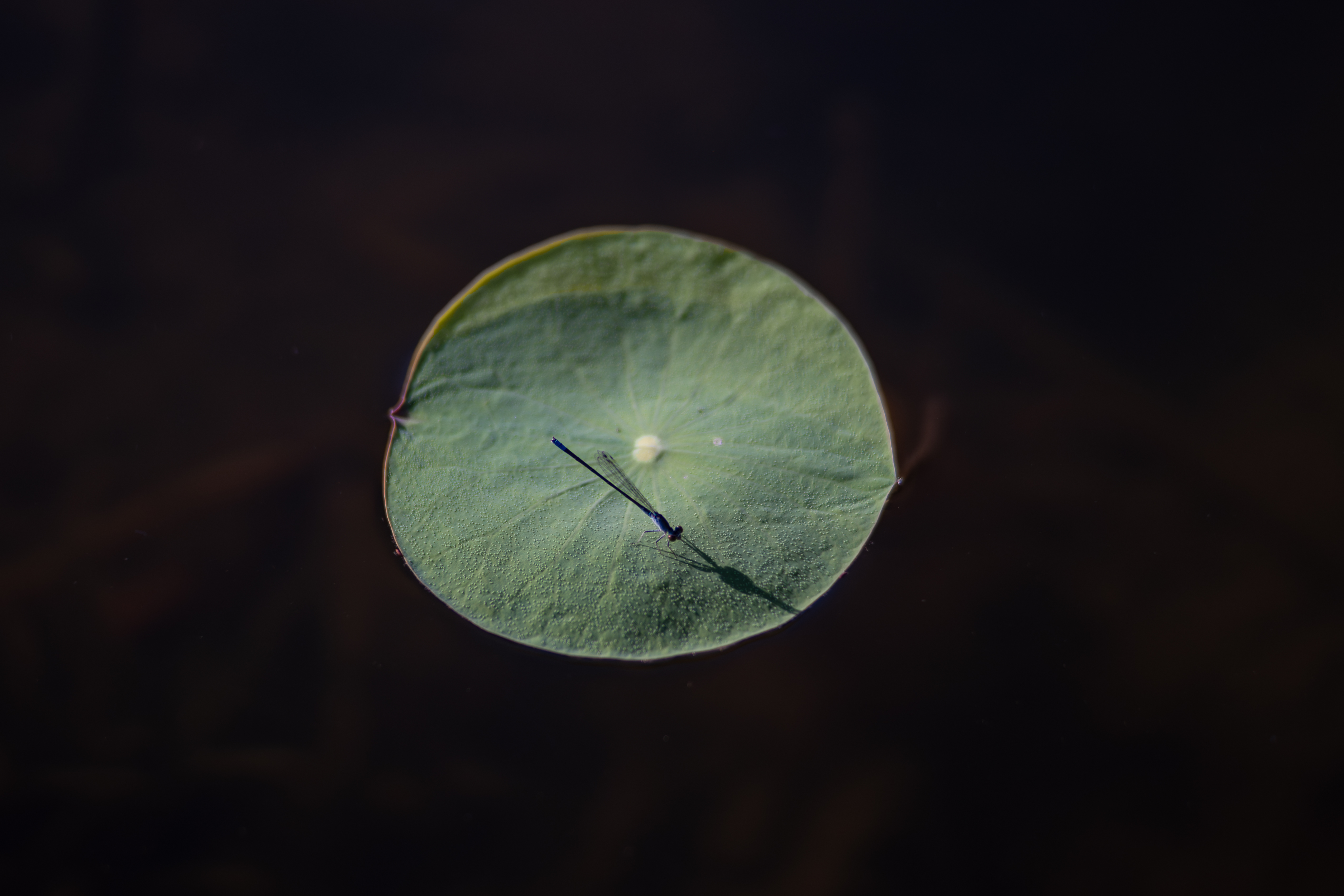 A damselfly resting on a lone lotus leaf